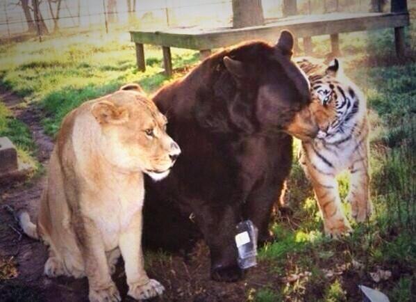 Un león, un tigre y un oso. Estos tres han sido amigos desde pequeños y viven juntos desde hace 12 años. Increíble.