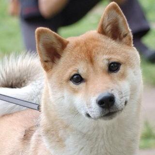 ゆうか 柴犬と秋田犬の違い 見抜けますか 私は解りません この可愛い子はどっち 因みに 渋谷のハチ公は秋田犬です 知らなかった Http T Co C3w4oje2j7 Twitter