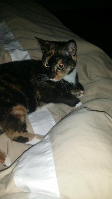 She sleeps with me everynight http://t.co/7NM6oH32Fv