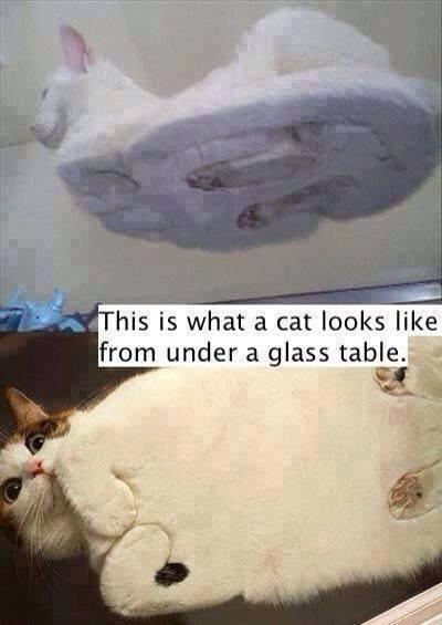 TheMindBlowing's tweet photo. This is what a cat looks like under the table: http://t.co/pjrinsz4ou