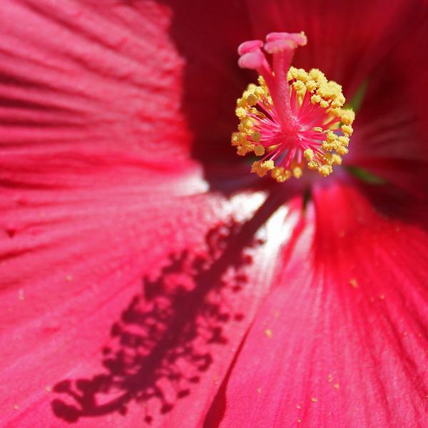 DimitriVegicoff's tweet photo. Dimitri Vegicoff photos of close up flowers. Exhibits his work on http://t.co/uqUj0lBZIj,http://t.co/xY99dNQzwx,http, http://t.co/0Vo2KT53s4
