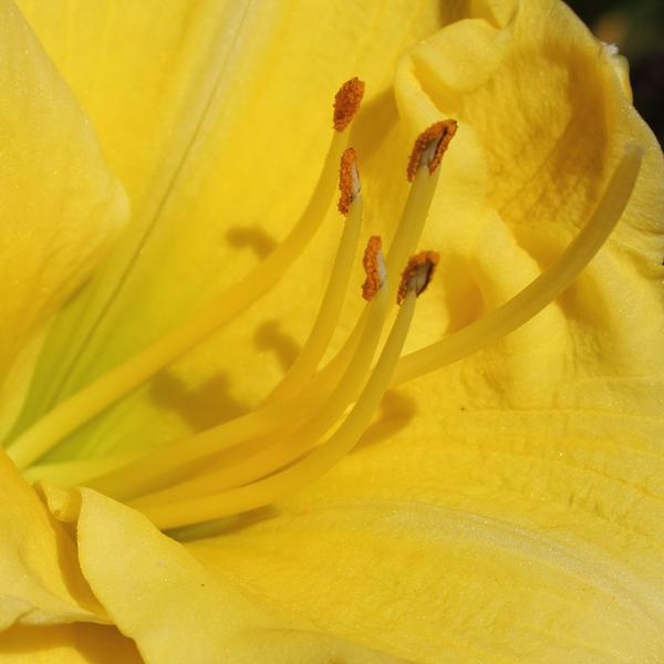 DimitriVegicoff's tweet photo. Dimitri Vegicoff photos of close up flowers. Exhibits his work on http://t.co/uqUj0lBZIj,http://t.co/xY99dNQzwx,http, http://t.co/0Vo2KT53s4
