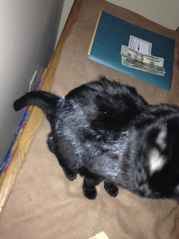 JBielinski's tweet photo. HAHAH my stepdad painted a door and my cat walked into it and now she has white on her #zebracat http://t.co/6jtEUVkEaZ