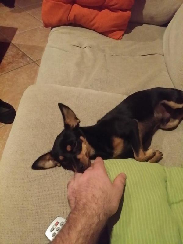 tonis2k's tweet photo. Pues nada malito y a dormir con el rambo jajajaja http://t.co/BohdZuCnPG