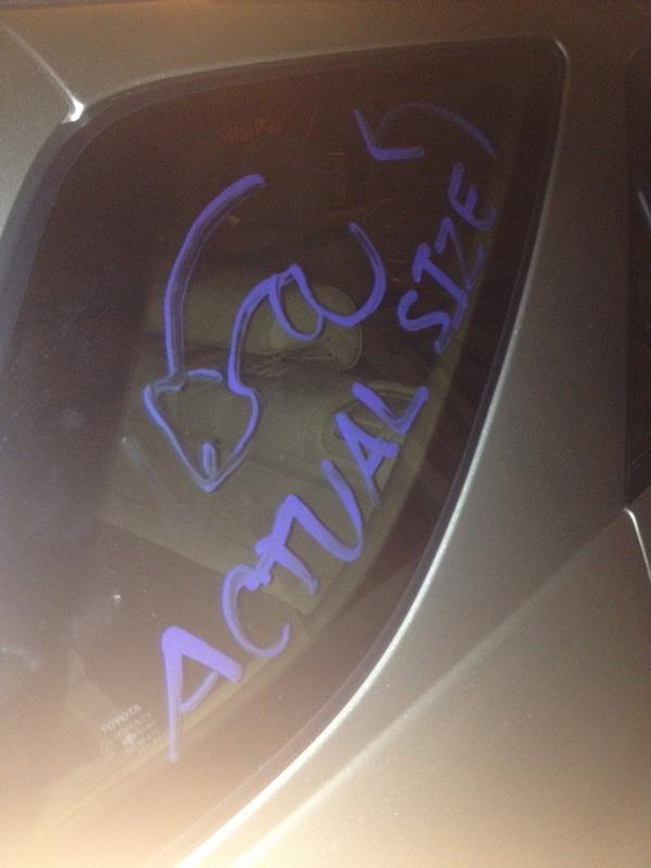 ethanh18's tweet image. Got a surprise tonight after the gym😂😂 #wrongcar