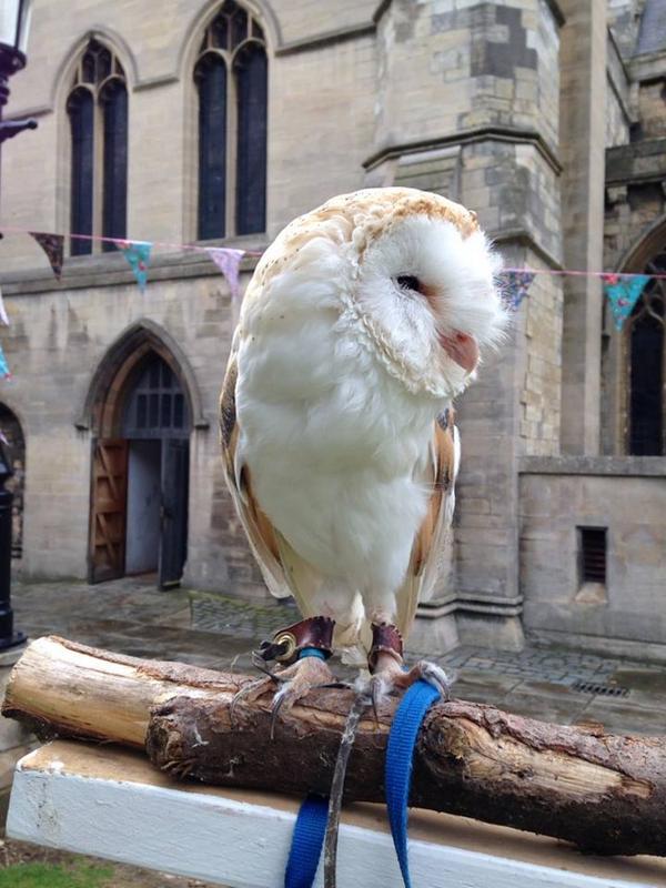 Meet Snowy today at Bloomfest #Grimsby Minster plus #music, stalls, crafts #OurBloom and more. Til 6pm. #FREE