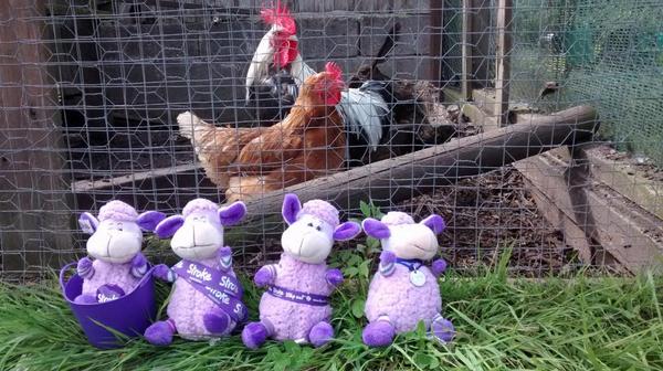 julesdeakin's tweet photo. Percy's friends join him down at the farm to support him in his chicken coop #percychallenge @ChrisLarkin2 http://t.co/GrA4J8I1Xo