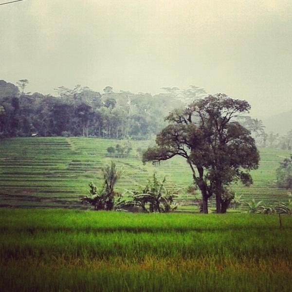 adnugros_'s tweet photo. -sawah- pesona temanggung (kec. candiroto, gunung payung) #kabtemanggung #temanggung http://t.co/hVkztqT9Cw