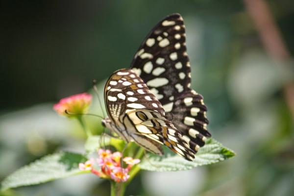 KoshysBnB's tweet photo. http://t.co/ZyFkR6agZI