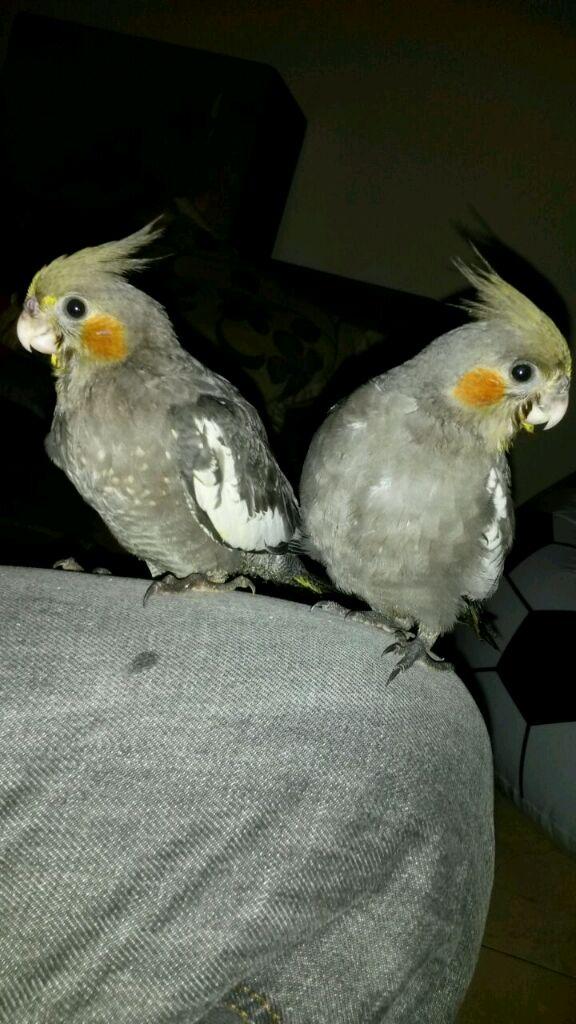 iscobarrera85's tweet photo. Ninfa perdida muy mansa xfavor el q la vea q se ponga en contacto con migo http://t.co/8O3CRaS6Lm
