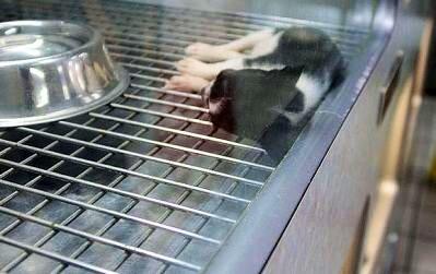 pupaid's tweet image. Hi @JohnPenroseNews will you speak up for animal welfare on 4th Sep? No more pups sold in pet shops! #wheresmum