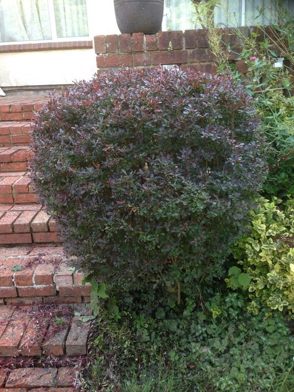 GCAL6343's tweet image. Hedge shaping