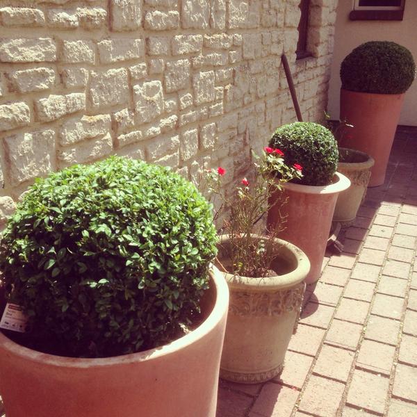 GCAL6343's tweet image. Hedge shaping