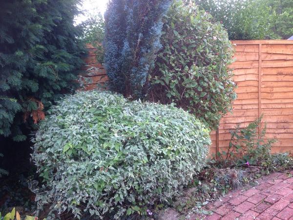 GCAL6343's tweet image. Hedge shaping