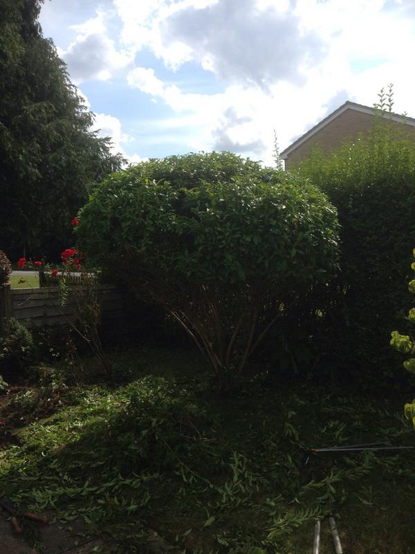 GCAL6343's tweet image. Hedge shaping