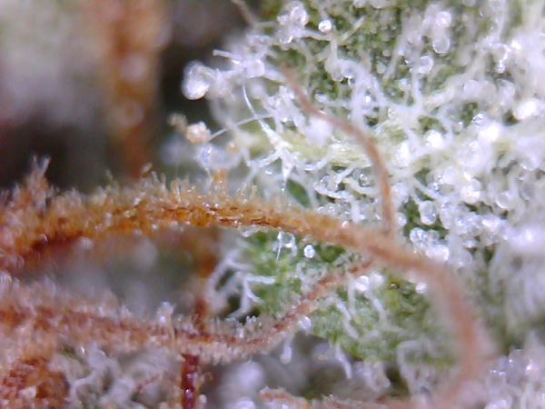 TyneAndWearCSC's tweet photo. #Microjuana
Strain: Blue Cheese
Country: UK
Region: Tyne &amp; Wear http://t.co/bUD690pqA8