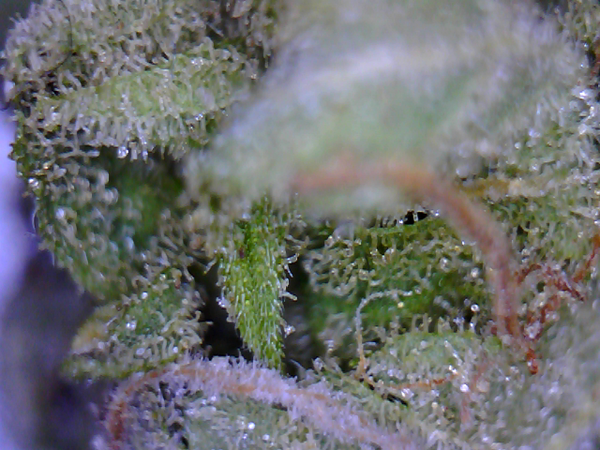TyneAndWearCSC's tweet photo. #Microjuana
Strain: Blue Cheese
Country: UK
Region: Tyne &amp; Wear http://t.co/bUD690pqA8