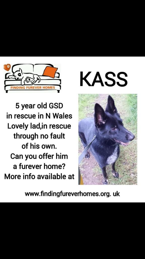 TurnerSis1's tweet image. Another simply Stunning quartet of lovelies all needing our help right now so pls RT for them &amp;amp; pals @NWDogRescue xxx