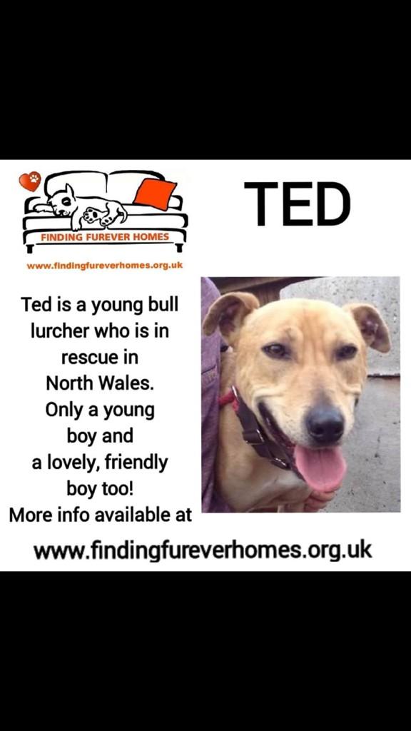 TurnerSis1's tweet image. Another simply Stunning quartet of lovelies all needing our help right now so pls RT for them &amp;amp; pals @NWDogRescue xxx