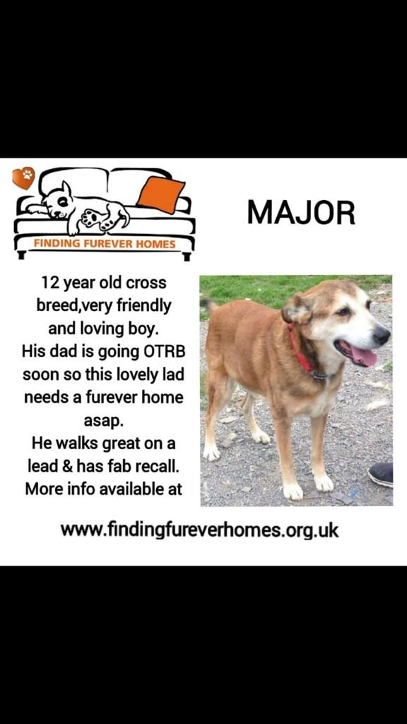 TurnerSis1's tweet image. Another simply Stunning quartet of lovelies all needing our help right now so pls RT for them &amp;amp; pals @NWDogRescue xxx