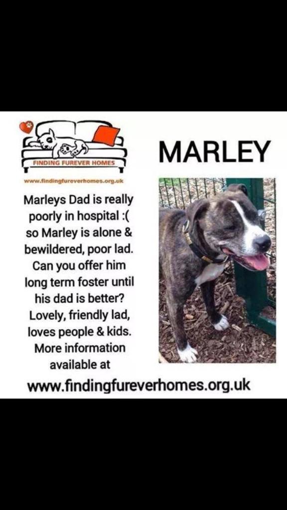 TurnerSis1's tweet image. Another simply Stunning quartet of lovelies all needing our help right now so pls RT for them &amp;amp; pals @NWDogRescue xxx