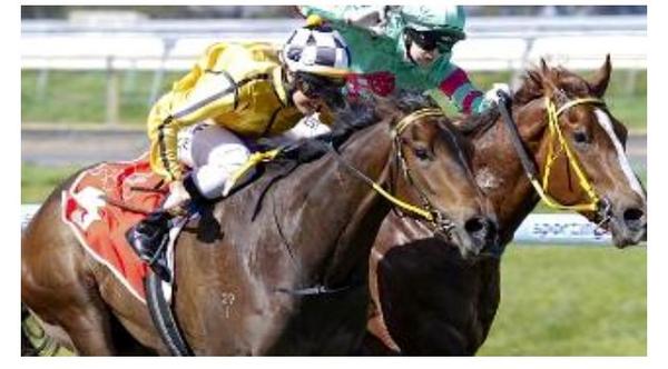My stablemates Bleu Jeune <a href="/maijavance/">maija vance</a> &amp; Cashed <a href="/ForrestCaitlin/">Caitlin Forrest</a>  fighting out the 3yo sat <a href="/SAJockeyClub/">Morphettville Racecourse</a>