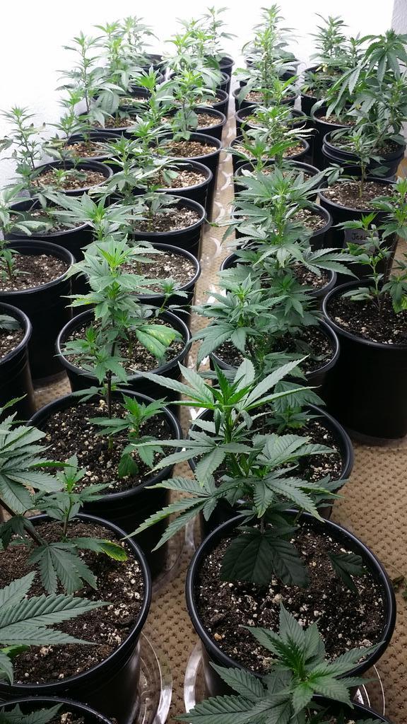 Arrestan a un vendedor de marihuana que se anunció durante tres años en YouTube Ver imagen en Twitter