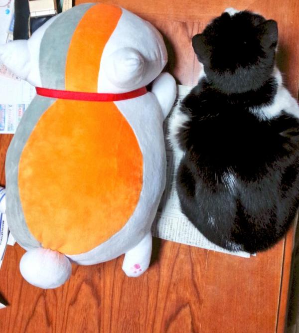 ニャンコ先生を探せ