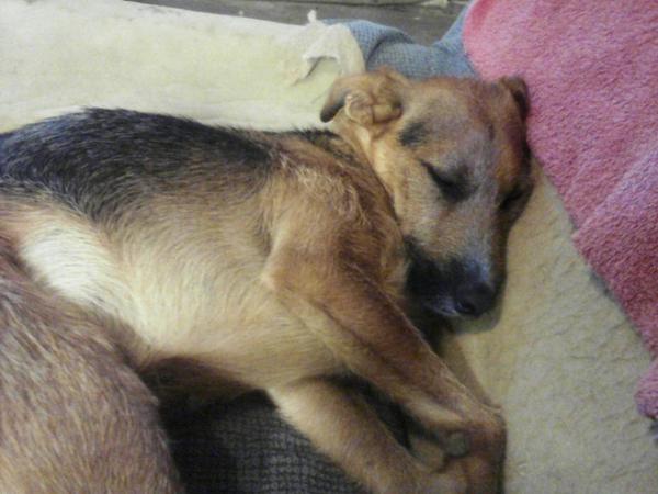 ritavon2's tweet photo. "@Sayudaanimales: Nadie tiene 1 huquito para Coco? Tiene 1,5 año,no crece mas y es muy bueno!! http://t.co/pnh6MNIpta -l"@AdoptaErika"""""""
