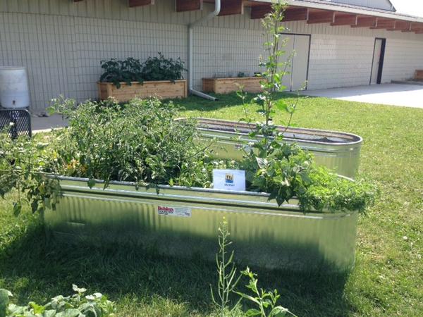 We are excited to see our plot at the #Calgary #yyc <a href="/TriwoodC/">Triwood Community </a> Community Garden doing so well!