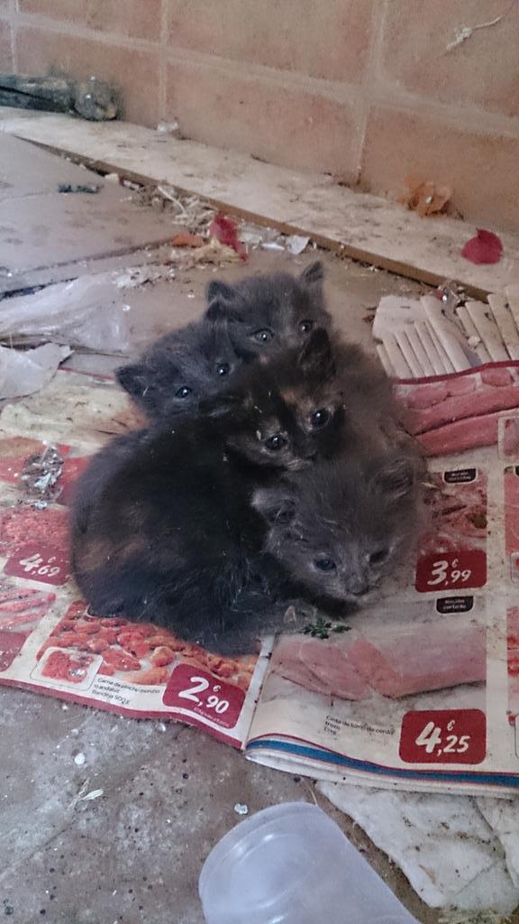 lauralabradorvi's tweet photo. @LASAnimal por favor RT si alguien se puede hacer cargo de alguno que se ponga en contacto por MD están en gerena http://t.co/uexZpfOMk4