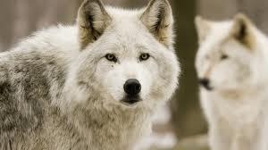 “@LobaStark_: ”

lol