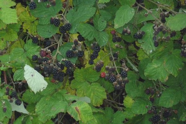 when2plant's tweet image. Harvest blackberries before they go bad. Starting aug.24th Bartholomew the apostle's-skin will rub them with cobwebs.