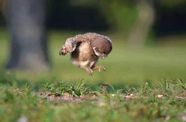 Doc_Blowhole's tweet image. &quot;@Google_Photos: A baby owl learning to fly: http://t.co/DJ6sLWwGFd&quot; Now, that&apos;s adorable.