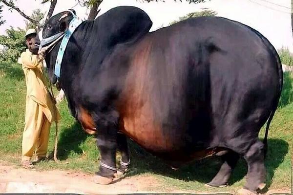 SarfrazAlvi's tweet photo. Wwoo...Wt a saand.. http://t.co/j31DPb4cUi
