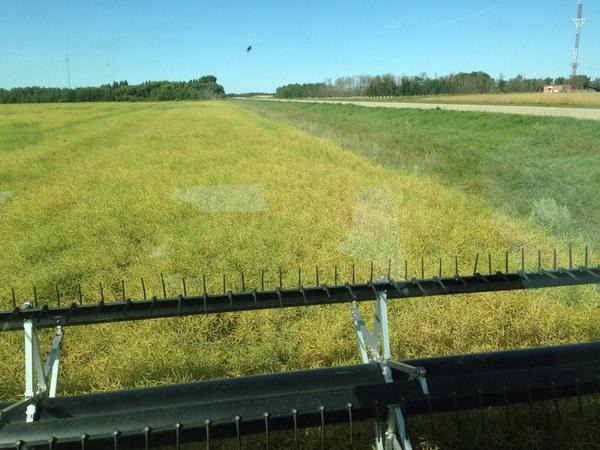 k_fehr's tweet photo. 4135 coming down @syngentacanada Looking good!! http://t.co/XVZC7eFKnk