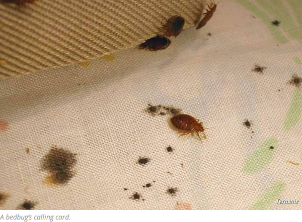 MarketWatch's tweet photo. Forget bedbugs, these bugs are more common-and more harmful: http://t.co/uHJTxVCbpz http://t.co/jUiw1BRnsk