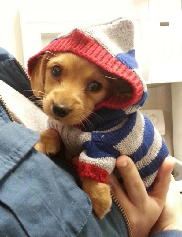 DressedAnimals's tweet photo. He didn't choose the hood life, the hood life chose him. http://t.co/yLuXZn0E72