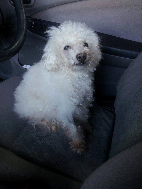 hauscardiff's tweet photo. MISSING Barry, the Knapp and Parade area S Wales. Needs lung medication. Please RT @Barrybados http://t.co/m4RZb1q5iY