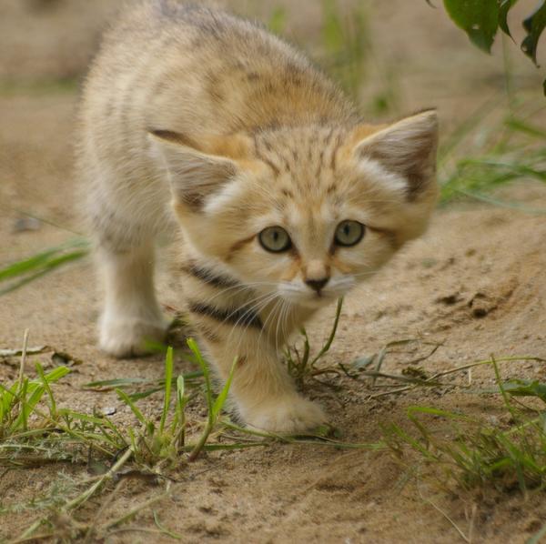 KittyCatsBoo's tweet photo. ^__^ #kittycatsboo #kitty #cats #boo #cat #kitties #kittycat #kittylove #awesome #cute #catstagram #kittykitty #wild http://t.co/ZrfZ1e2RnY