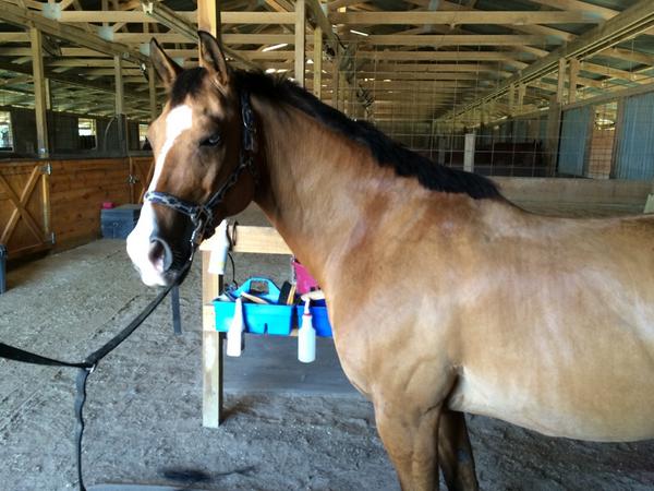 Hanoverian's tweet photo. @BoJackHorseman my horse is a BoJack look-a-like http://t.co/2JoNG5Mp1E