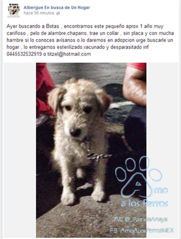 _PatriciaAnaya's tweet photo. #SOS PEQUE RESCATADO EN #Nativitas ¿ES TUYO? RT http://t.co/tWB5v06VKB @SamMoraRoss @Col_NHeroes7 @En_laDelValle @igriega_eme