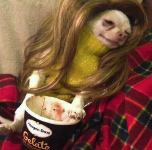 DressedAnimals's tweet photo. I hope your Twitter experience today is enhanced by this Chihuahua in a wig And a roll neck jumper Eating Häagen-Dazs http://t.co/kXEJzQmCQL