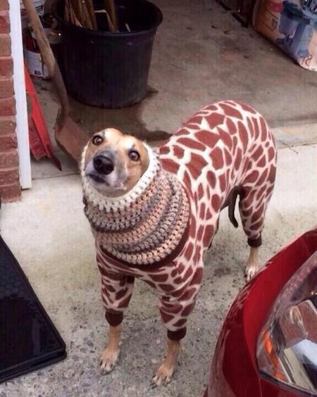 DressedAnimals's tweet photo. When your mom makes you try on clothes you don't like. http://t.co/e0COJiyRWY
