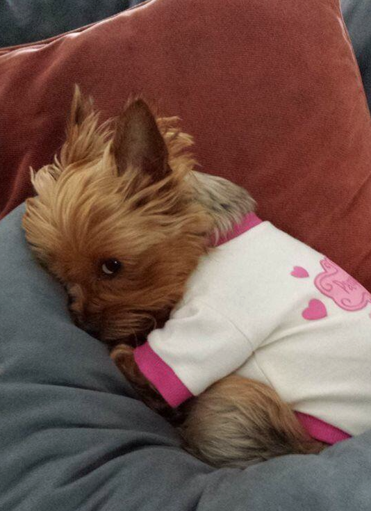 DressedAnimals's tweet photo. When somebody wakes you up but you're not ready http://t.co/FwFqAHVu98
