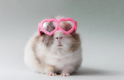 DressedAnimals's tweet photo. Can't see the haters when I've got my love glasses on. http://t.co/qxwQodkpEA