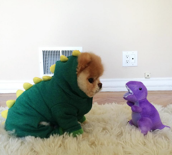 DressedAnimals's tweet photo. OH MY GOSH this is too cute http://t.co/FIo2BOos1Z