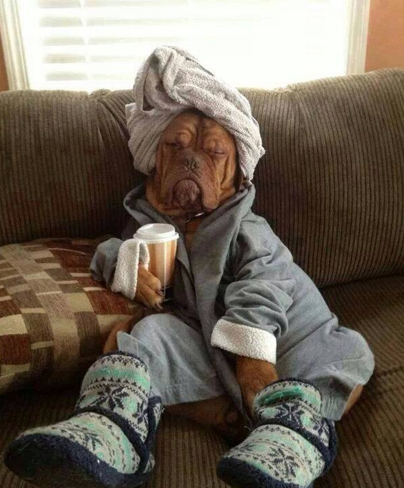 DressedAnimals's tweet photo. Getting in the morning coffee. http://t.co/O7raxZZbwz
