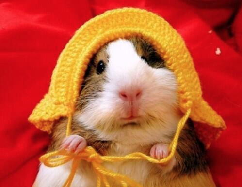DressedAnimals's tweet photo. Do you like my bonnet? http://t.co/bNa90HBqXD