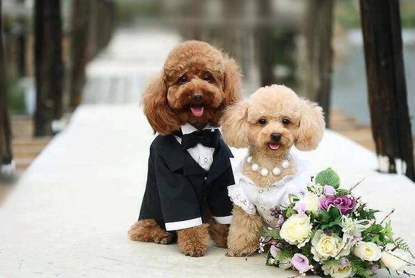 DressedAnimals's tweet photo. Puppy wedding 👰🐶 http://t.co/Y8T1g66pxh